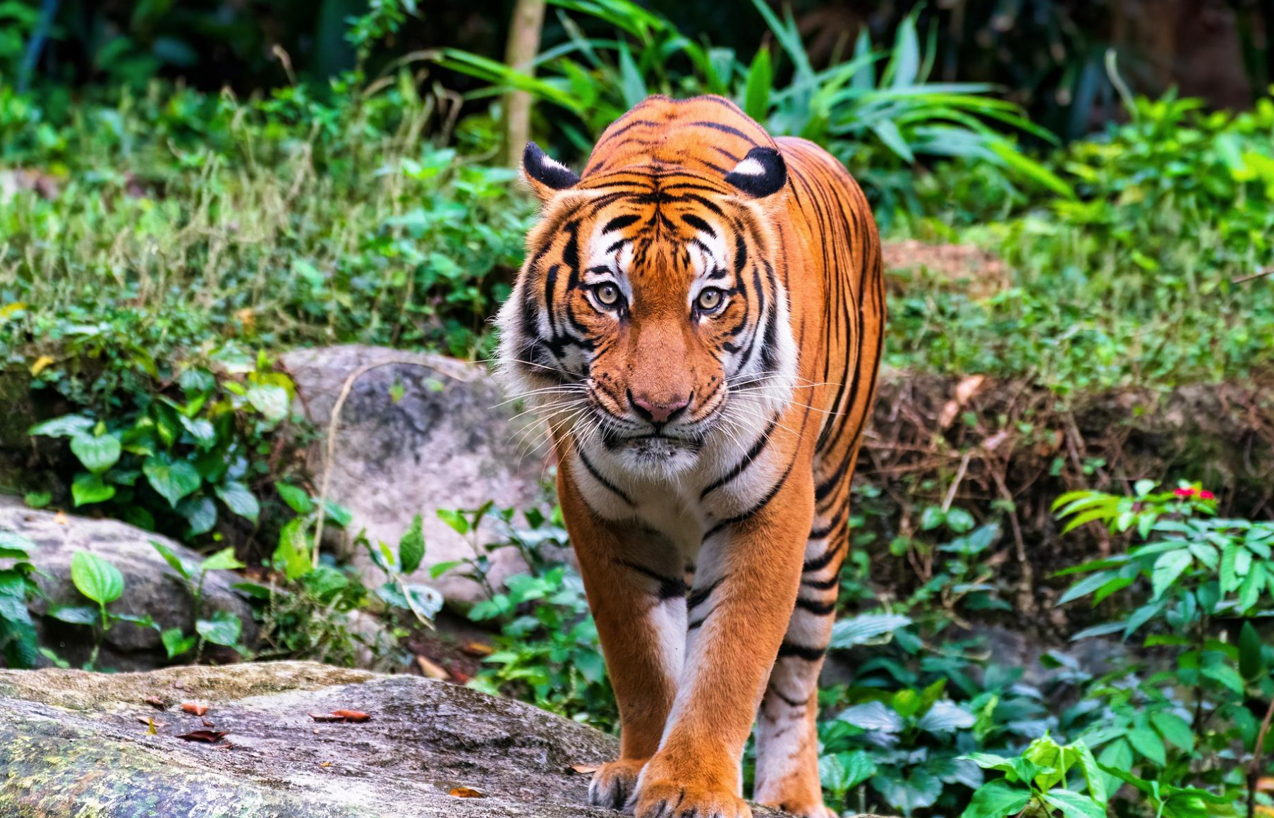 Mujer se coló en un recinto de un tigre para acariciarlo